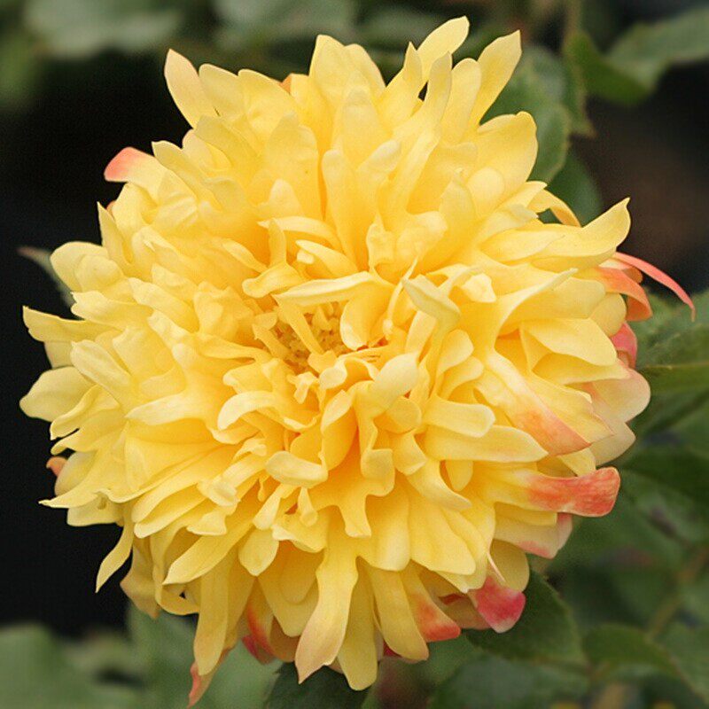 新品烟花波浪月季花苗黄色灌木