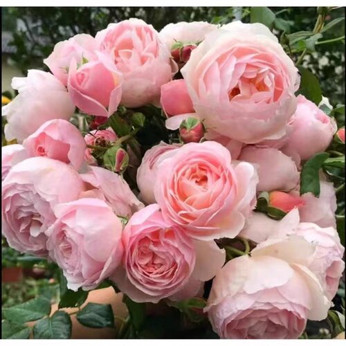 娜荷马/娜希马浓香耐热ADR认证 法国藤本月季  抗病强长势旺