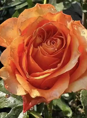 新品橙色波浪月季灌木大花庭院阳台盆栽多季开花切花玫瑰