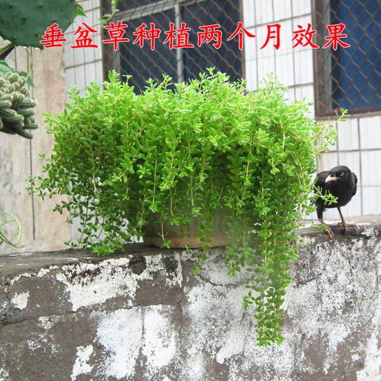 兰吊台阳窗,垂观季盆爆