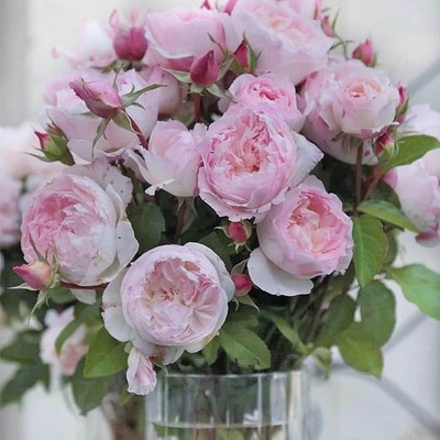 2023新品 推荐 乐咲/笑声 月季 小苗 灌木浓香耐热 花期长 多季