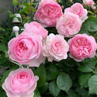 新品奥利维亚月季扦插花苗大花浓香耐热多花适合庭院种植