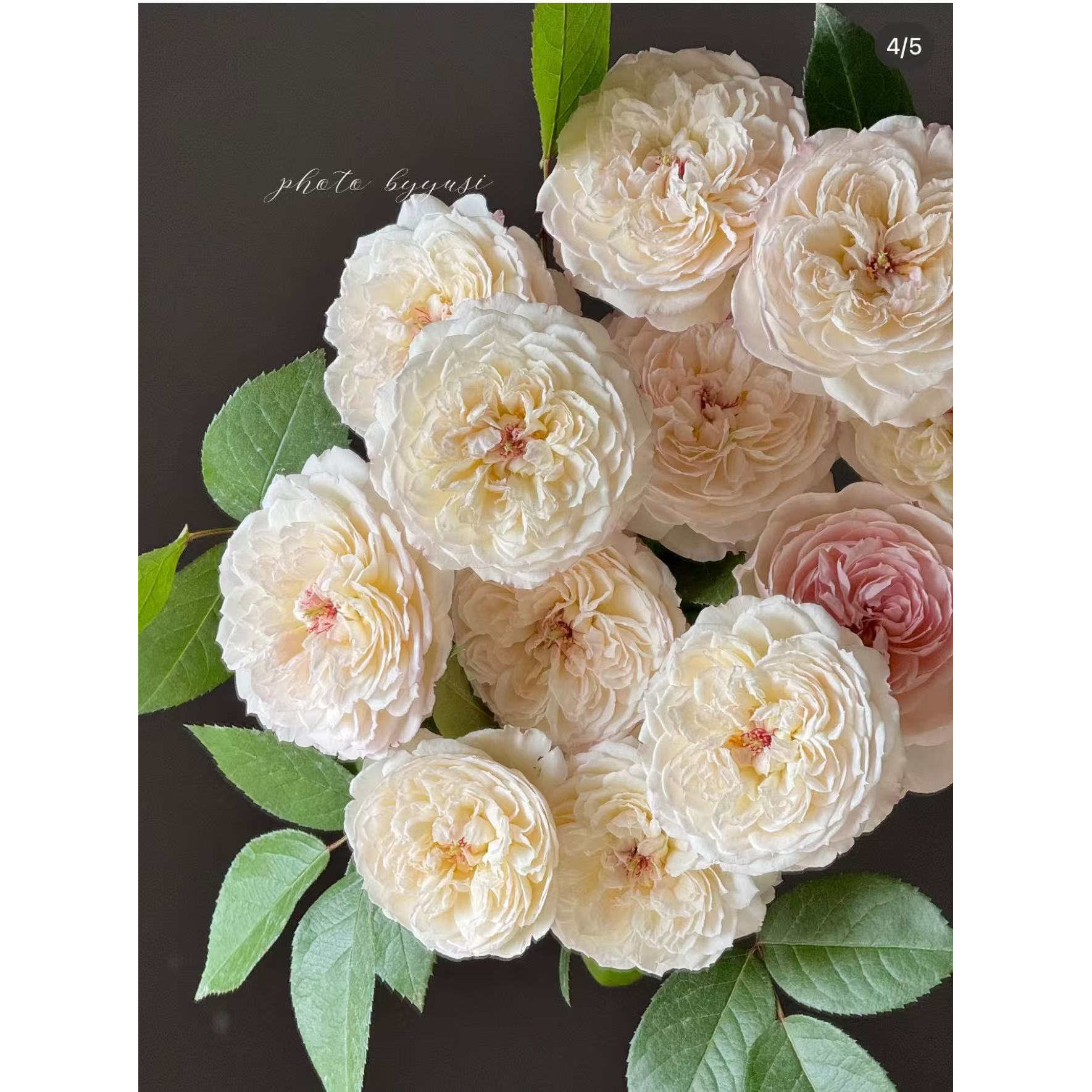 肥皂香皂河本新品强浓香粉色耐热阳台四季开花月季盆栽