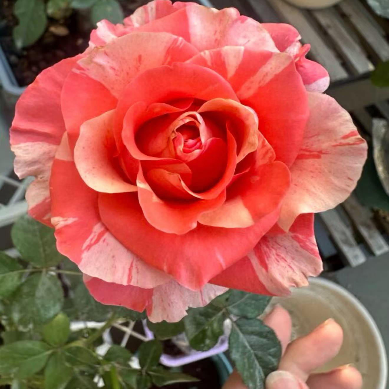【烟花繁】月季 切花品种 灌木大花 橙黄复色 玫瑰 直立 勤花抗病