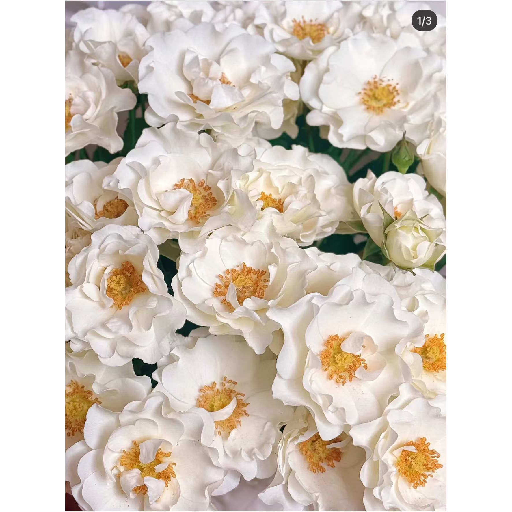 新品 【婚纱】月季花苗 灌木多头勤花直立切花玫瑰纯白淡香 盆栽