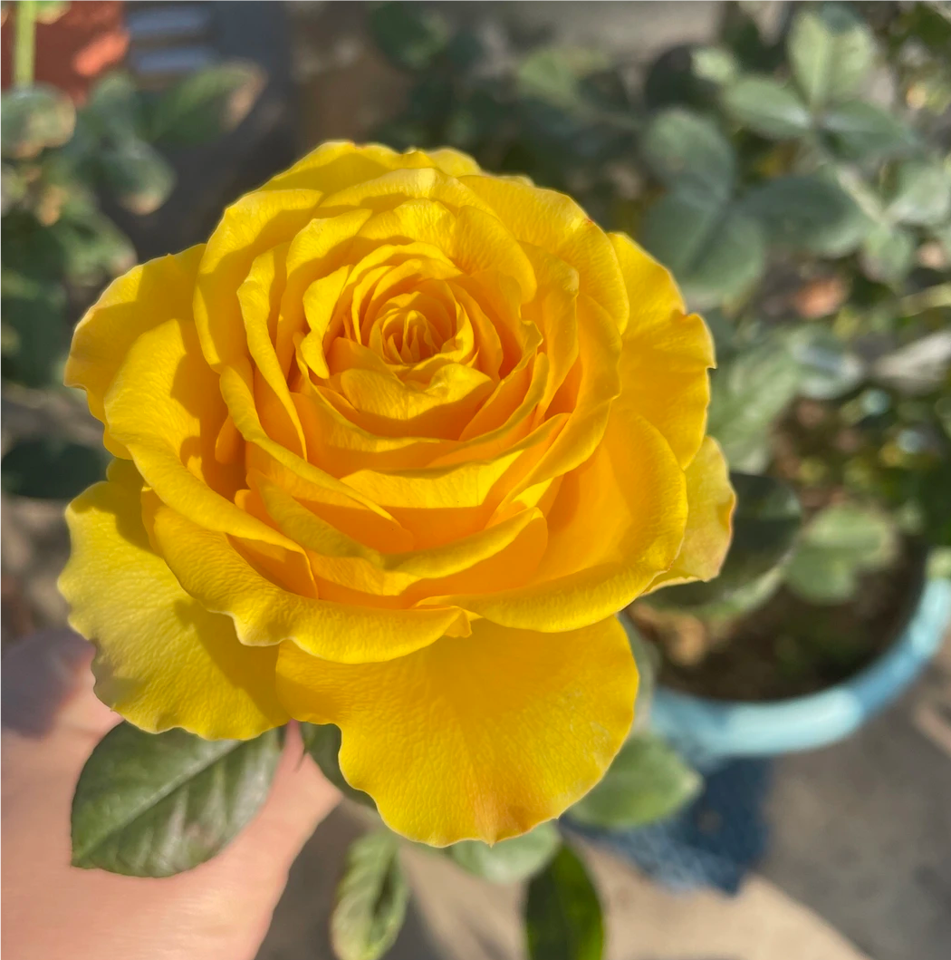苏格兰黄油玫瑰花月季扦插