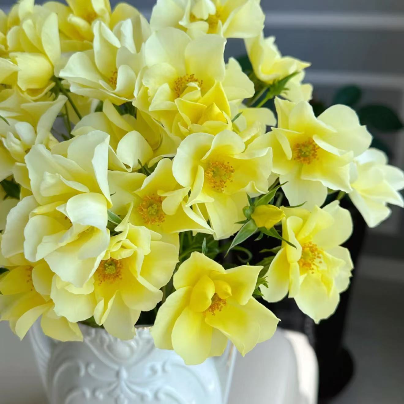 【柠檬酒玫迪兰】月季黄色半瓣低维护耐寒地被灌木月季丰花抗病