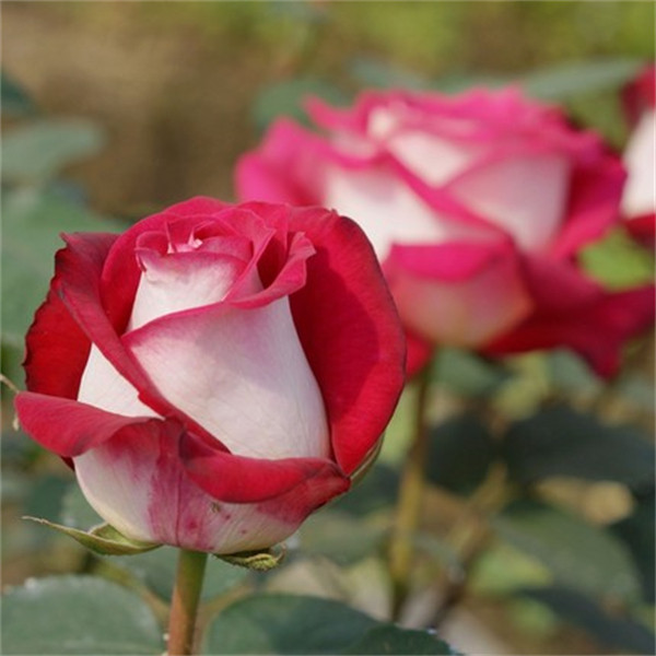 莫妮卡贝鲁奇开花大花浓香切花月季花苗玫瑰阳台庭院盆栽花卉,鲜花速递/花卉仿真/绿植园艺,月季/蔷薇/玫瑰,淘宝优惠券,粉丝福利购,淘宝优惠卷