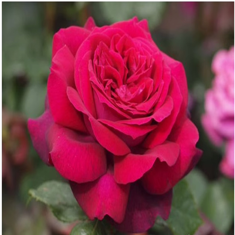 暗夜芬芳 月季 德国科尔德斯月季 灌木 强香