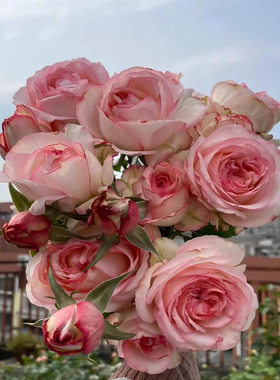 乔伊斯JOYCE 肯尼亚玫瑰 大花品种 月季扦插花苗蔷薇玫瑰