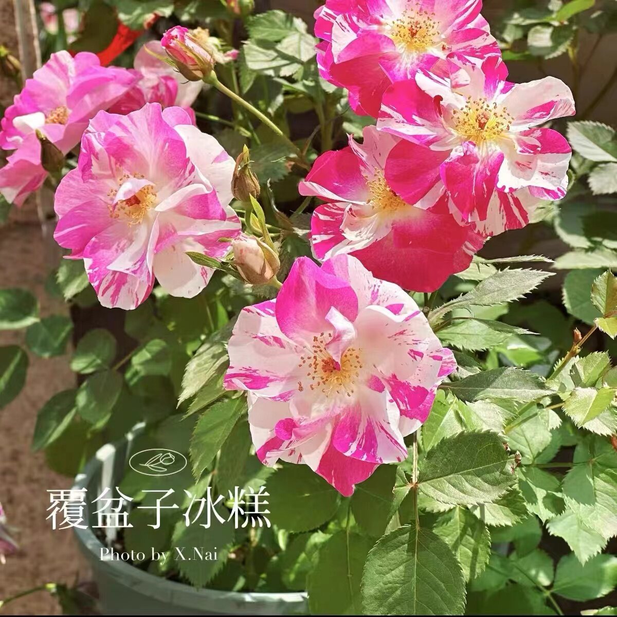 覆盆子冰糕  月季花苗灌木单瓣粉色条纹浓香勤花庭院阳台盆栽花卉