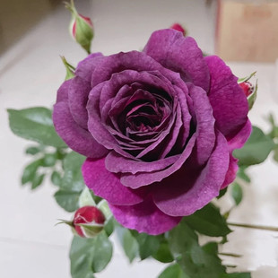 海潮之声 月季扦插花苗 浓香丰花月季 庭院多头月季盆栽