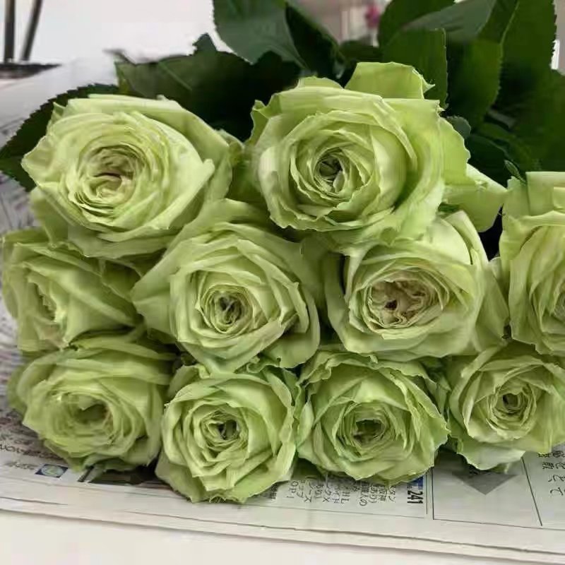 新品 青羊 月季花苗大花灌木包子型勤花直立切花玫瑰庭院阳台盆栽,鲜花速递/花卉仿真/绿植园艺,月季/蔷薇/玫瑰,淘宝优惠券,粉丝福利购,淘宝优惠卷