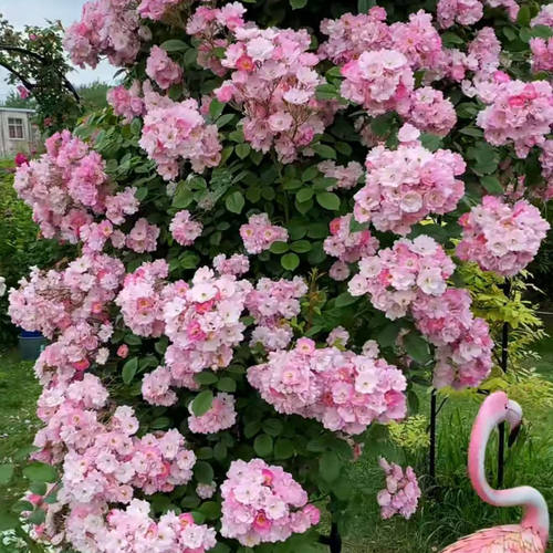 苹果花  爬藤别墅拱门花量大爬藤集群开花