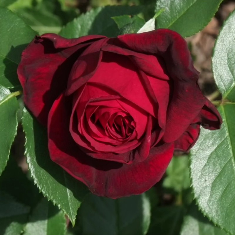 海军上将月季浓香高抗病丹陶