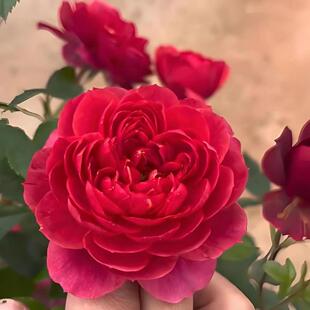 【绝色果汁】红色变异果汁阳台花型勤花浓香花卉庭院阳台