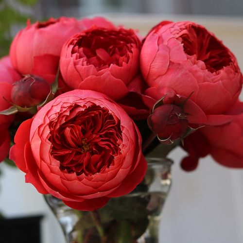 朱砂碗月季灌木耐热浓香四季