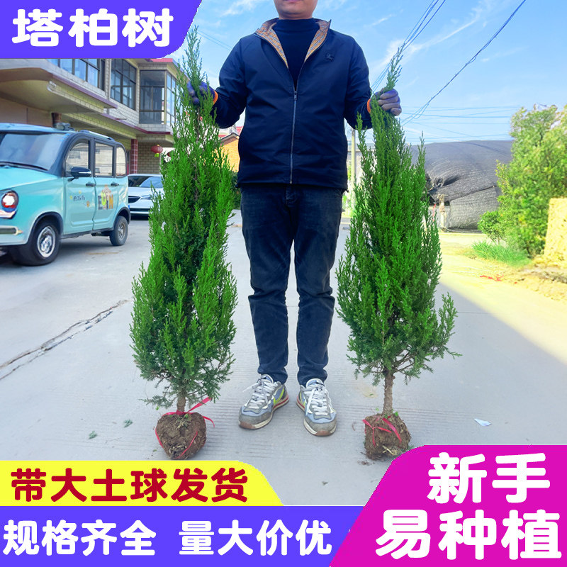 庭院塔柏侧柏侧柏塔柏绿化苗木