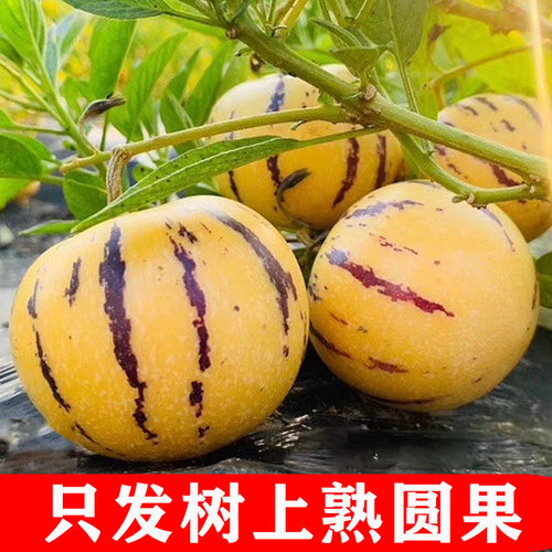 树上熟云南当季新鲜石林人参果