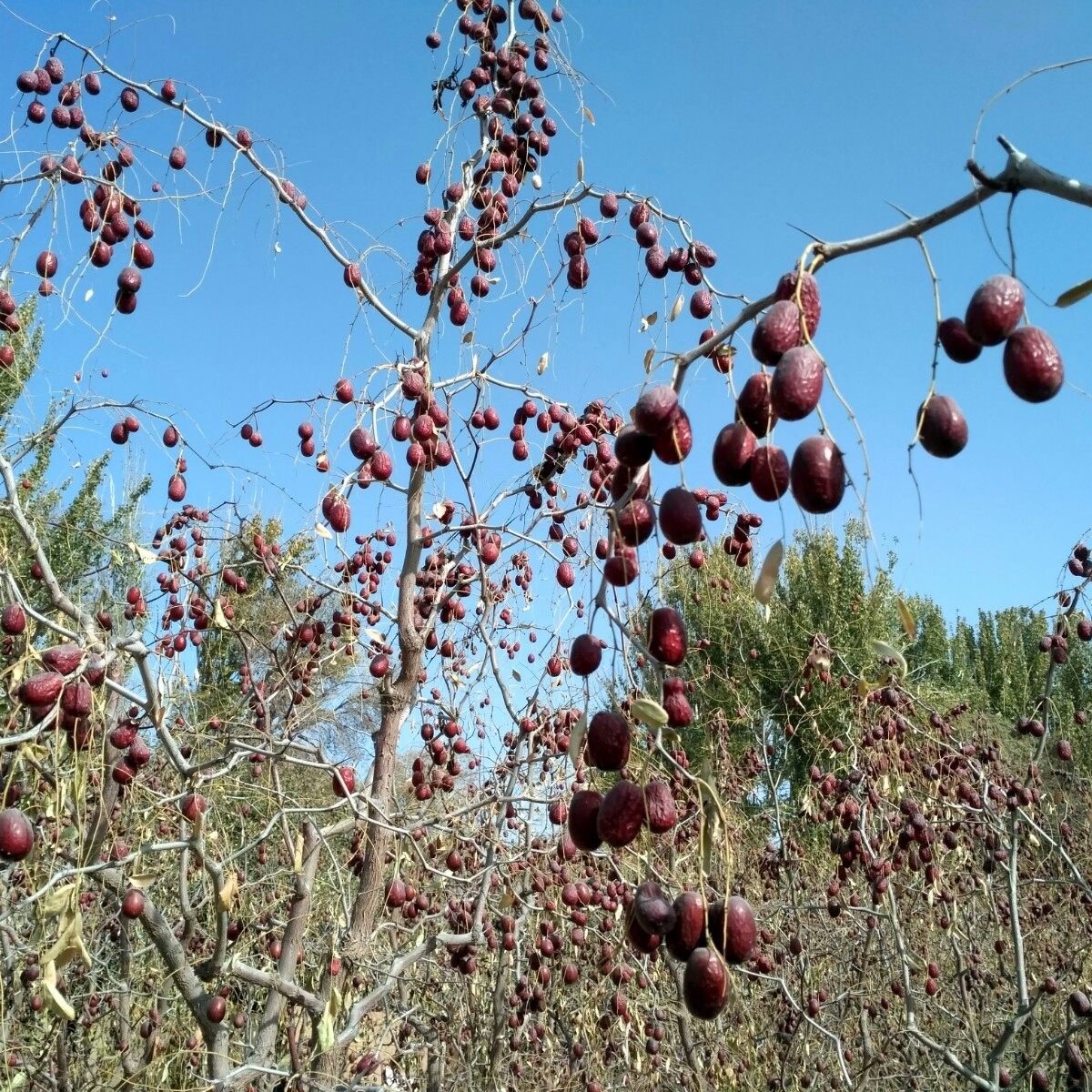 2025新疆若羌灰枣48团红枣自产自销原生态吊干枣煮粥煲汤小枣包邮