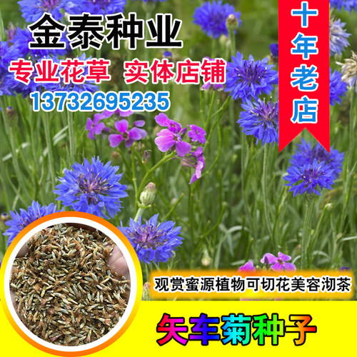 矢车菊种子易播耐寒国花庭院室外