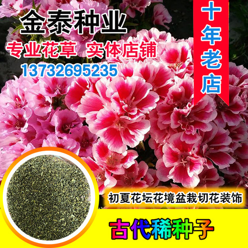 妙植四季室内阳台盆栽花籽种子