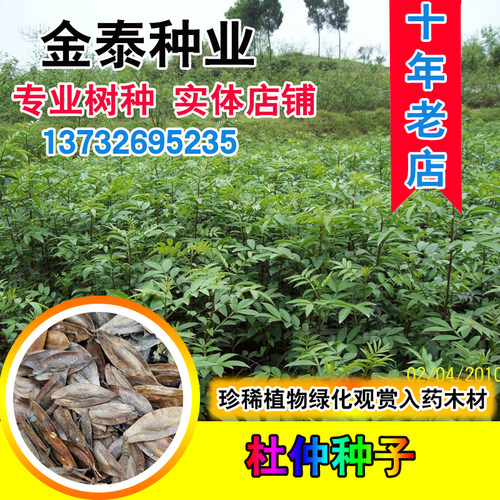 杜仲种子中药材树种珍稀