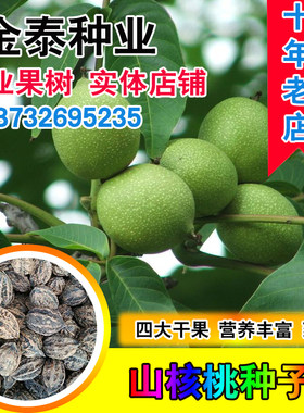 新采核桃种子 山核桃种子 小核桃 可嫁接各种核桃  可制文玩原料