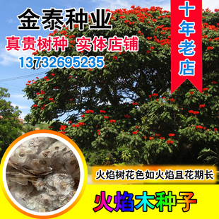 澳洲火焰木种子火焰酒瓶树种籽槭叶瓶干树槭叶苹婆别墅庭院绿化树