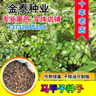 马甲子种子 马甲子树种籽 铁篱笆 铜钱树 马鞍树 棘盘子 鸟不站刺