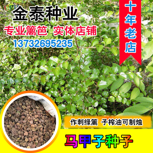 铜钱树马鞍盘子树种籽