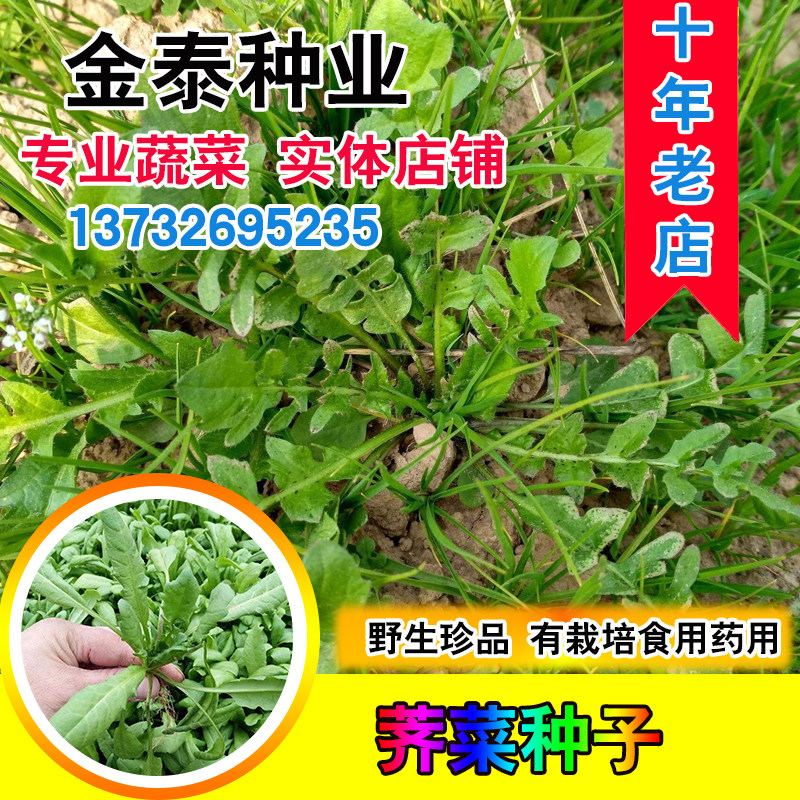 散装野生荠菜种子大叶四季播种阳台盆栽蔬菜野菜小叶花叶荠菜种子