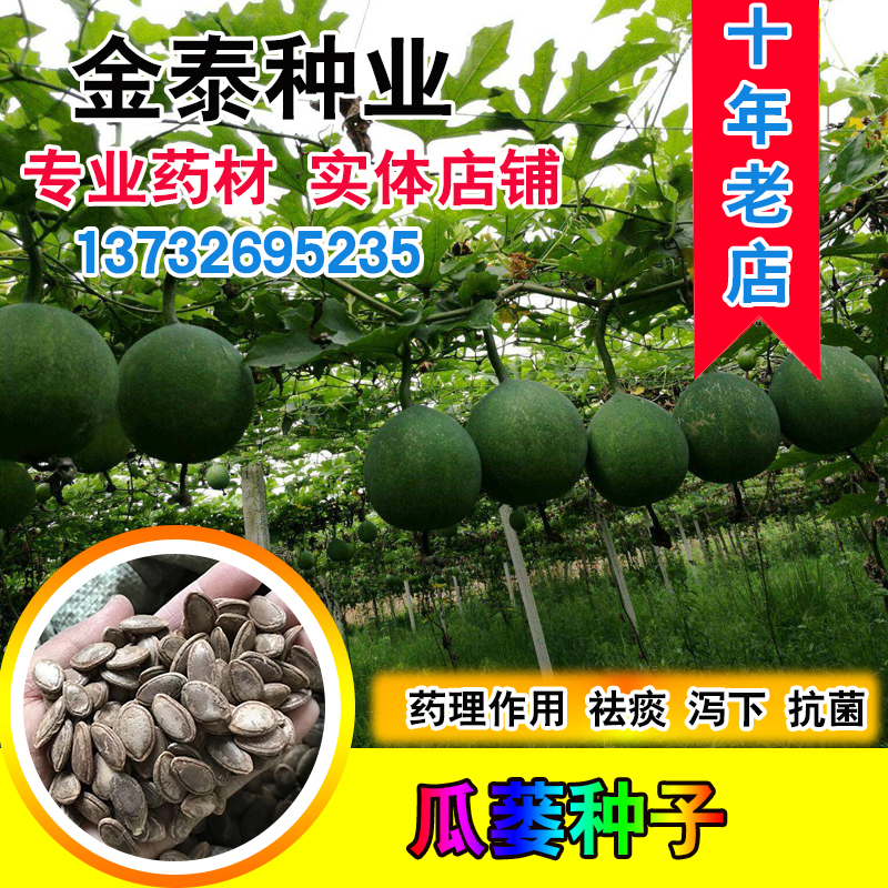 瓜蒌种子中药材种籽天花粉栝楼吊瓜籽糖瓜籽春季爬藤瓜蒌子种籽孑