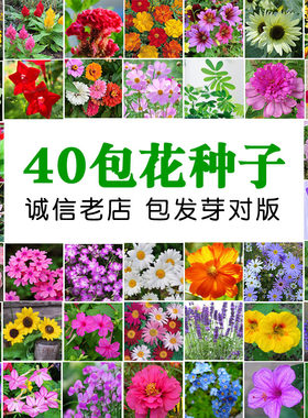 花种四季播易种春秋花卉花籽