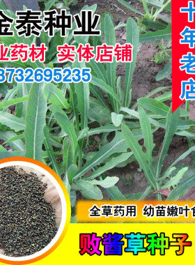败酱草种子苣荬菜苦菜菜子苦麻菜