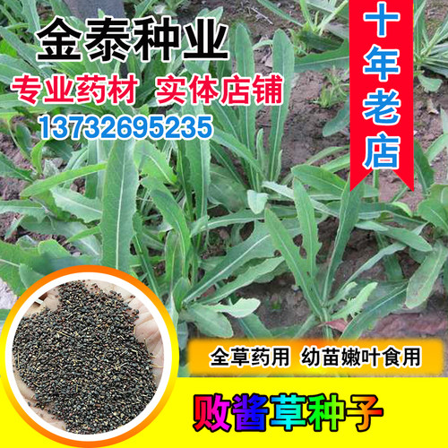 败酱草种子苣荬菜苦菜菜子苦麻菜