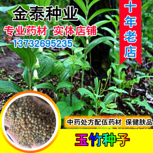 野生玉竹种子 可食用 鸡头黄精 爪子参黄鸡菜老虎姜 黄精蔬菜种籽