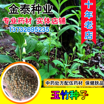 野生玉竹可食用黄鸡老虎姜种子
