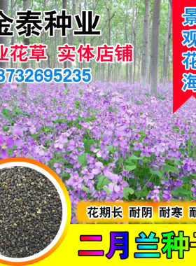 二月四季种易活宿根耐阴兰花