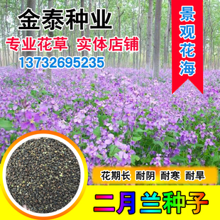 二月兰花种子四季种易活二月兰花籽多年生宿根诸葛菜种子耐阴耐寒