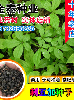 中药材刺五加种子五加皮老虎榨油