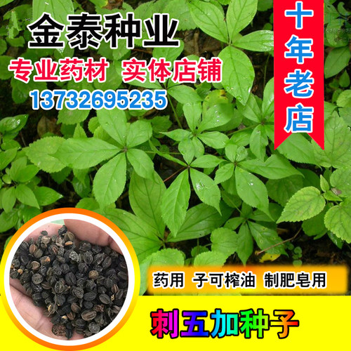 中药材刺五加种子五加皮老虎榨油