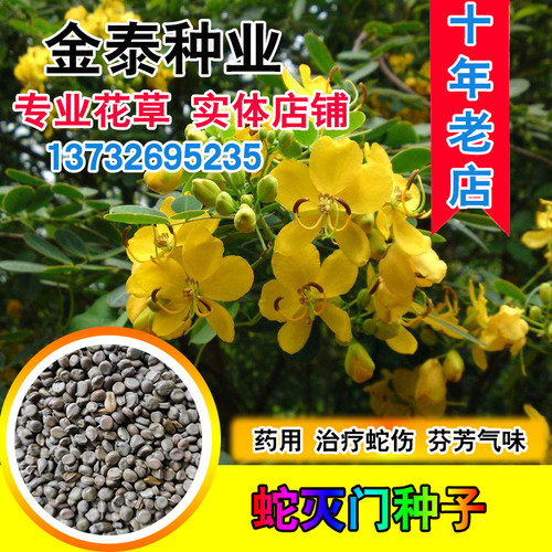 蛇灭门种子望江南野决明籽驱蛇草种孑凤凰草野生驱蚊虫蛇灭门种籽 - 封面