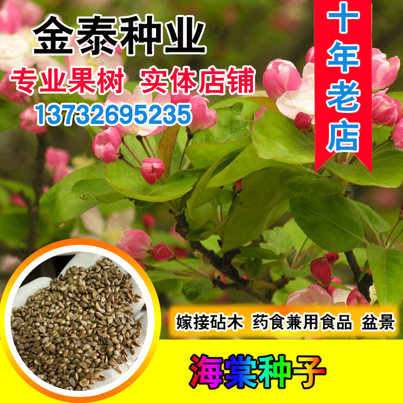 八棱海棠树净籽砧木北美西府种子