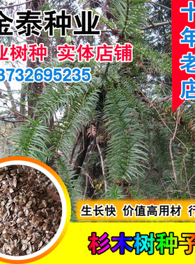 新采一级生长快行道红心云南杉木