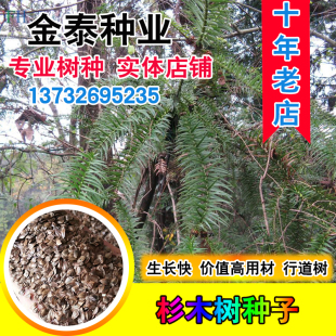 新采一级杉木种子生长快行道树刺杉红心杉速生云南杉木苗杉树种籽