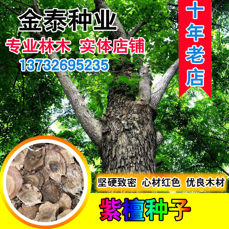 新采紫檀种子 免运费 印度小叶紫檀树种子 檀香树种子