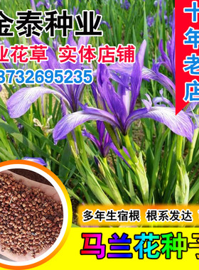 种子多年生宿根蝴蝶花