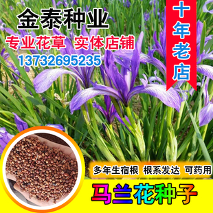 马莲种子 马莲花蝴蝶花 多年生宿根马蔺种子 马韭马兰花种子