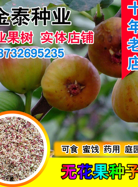 无花果种子四季庭院蜜饯播种观赏蜜果奶浆果文仙果树苗果树种子籽